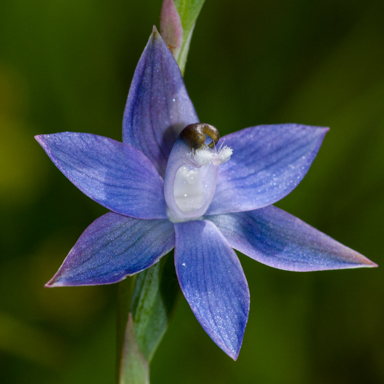 APII jpeg image of Thelymitra reflexa  © contact APII