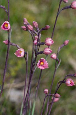 APII jpeg image of Thelymitra rubra  © contact APII