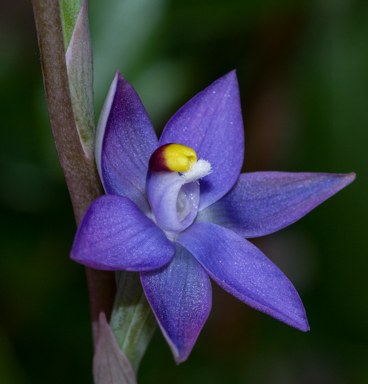 APII jpeg image of Thelymitra serpentina  © contact APII