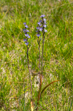 APII jpeg image of Thelymitra serpentina  © contact APII