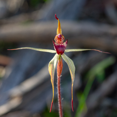 APII jpeg image of Caladenia ampla?  © contact APII