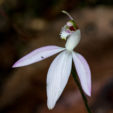 APII jpeg image of Caladenia catenata  © contact APII