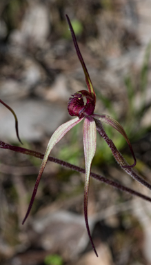 APII jpeg image of Caladenia clavescens  © contact APII