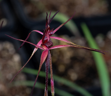 APII jpeg image of Caladenia concolor  © contact APII