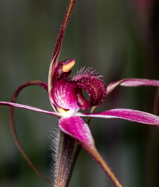 APII jpeg image of Caladenia formosa  © contact APII