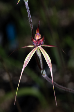 APII jpeg image of Caladenia insularis?  © contact APII