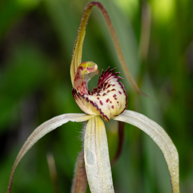 APII jpeg image of Caladenia orientalis?  © contact APII