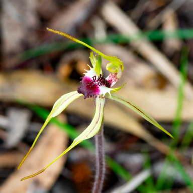 APII jpeg image of Caladenia parva  © contact APII