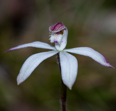 APII jpeg image of Caladenia praecox?  © contact APII