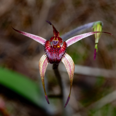 APII jpeg image of Caladenia robinsonii?  © contact APII
