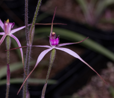 APII jpeg image of Caladenia rosella  © contact APII