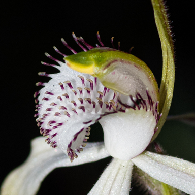 APII jpeg image of Caladenia venusta  © contact APII