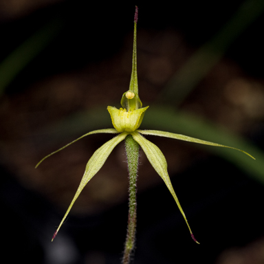 APII jpeg image of Caladenia xanthochila?  © contact APII