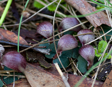 APII jpeg image of Corybas aconitiflorus  © contact APII