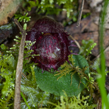 APII jpeg image of Corybas fimbriatus  © contact APII
