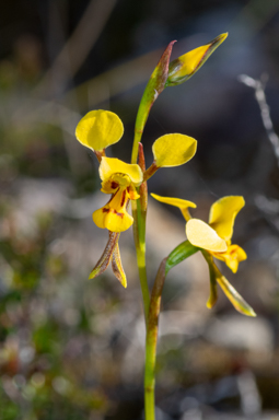 APII jpeg image of Diuris unica  © contact APII