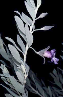 APII jpeg image of Eremophila bowmanii subsp. latifolia  © contact APII