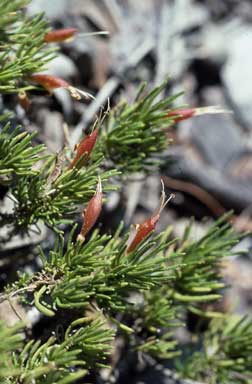 APII jpeg image of Eremophila chamaephila  © contact APII