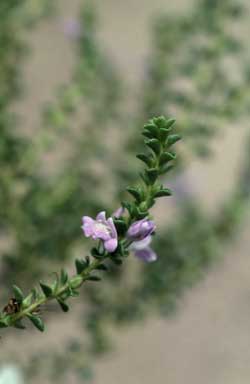 APII jpeg image of Eremophila crassifolia  © contact APII