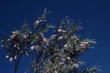 APII jpeg image of Eremophila dalyana  © contact APII