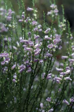 APII jpeg image of Eremophila dempsteri  © contact APII