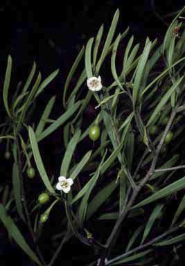 APII jpeg image of Eremophila deserti  © contact APII