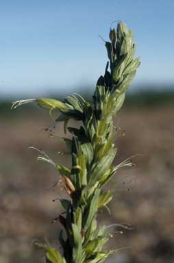 APII jpeg image of Eremophila glabra  © contact APII