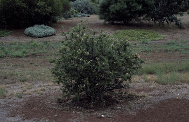 APII jpeg image of Eremophila laanii  © contact APII