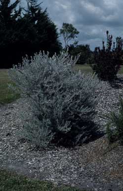 APII jpeg image of Eremophila nivea  © contact APII