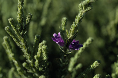 APII jpeg image of Eremophila pinnatifida  © contact APII