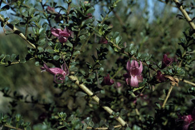 APII jpeg image of Eremophila purpurascens  © contact APII