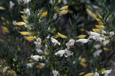 APII jpeg image of Eremophila racemosa 'Peaches and Cream'  © contact APII