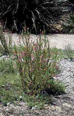 APII jpeg image of Eremophila racemosa  © contact APII