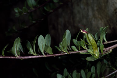 APII jpeg image of Eremophila serpens  © contact APII