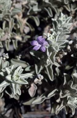 APII jpeg image of Eremophila warnesii  © contact APII