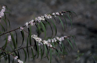 APII jpeg image of Myoporum bateae  © contact APII