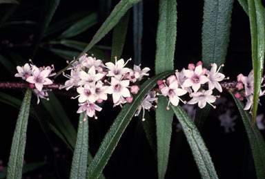 APII jpeg image of Myoporum bateae  © contact APII