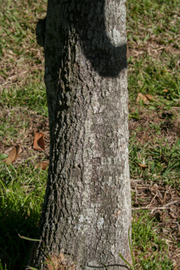 APII jpeg image of Elaeocarpus bancroftii  © contact APII