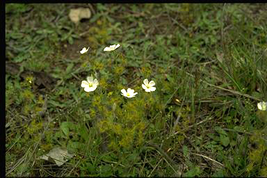 APII jpeg image of Drosera auriculata  © contact APII