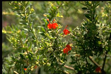 APII jpeg image of Grevillea alpina  © contact APII