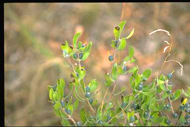 APII jpeg image of Persoonia rigida  © contact APII