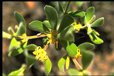 APII jpeg image of Persoonia rigida  © contact APII