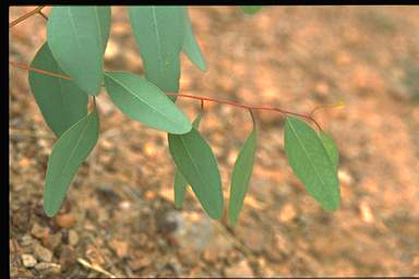 APII jpeg image of Eucalyptus melliodora  © contact APII