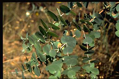 APII jpeg image of Eucalyptus bridgesiana  © contact APII