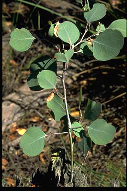 APII jpeg image of Eucalyptus polyanthemos  © contact APII