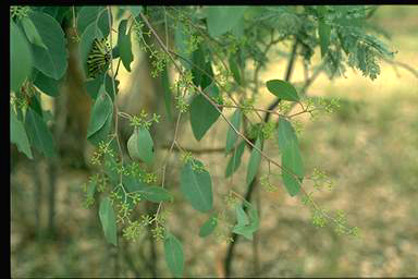 APII jpeg image of Eucalyptus polyanthemos  © contact APII