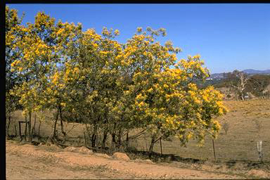 APII jpeg image of Acacia dealbata  © contact APII