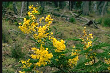 APII jpeg image of Acacia decurrens  © contact APII