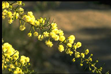 APII jpeg image of Acacia genistifolia  © contact APII