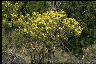 APII jpeg image of Acacia parramattensis  © contact APII